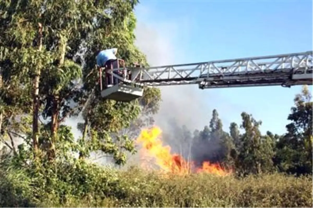 Binlerce Okaliptüs Kül Oldu