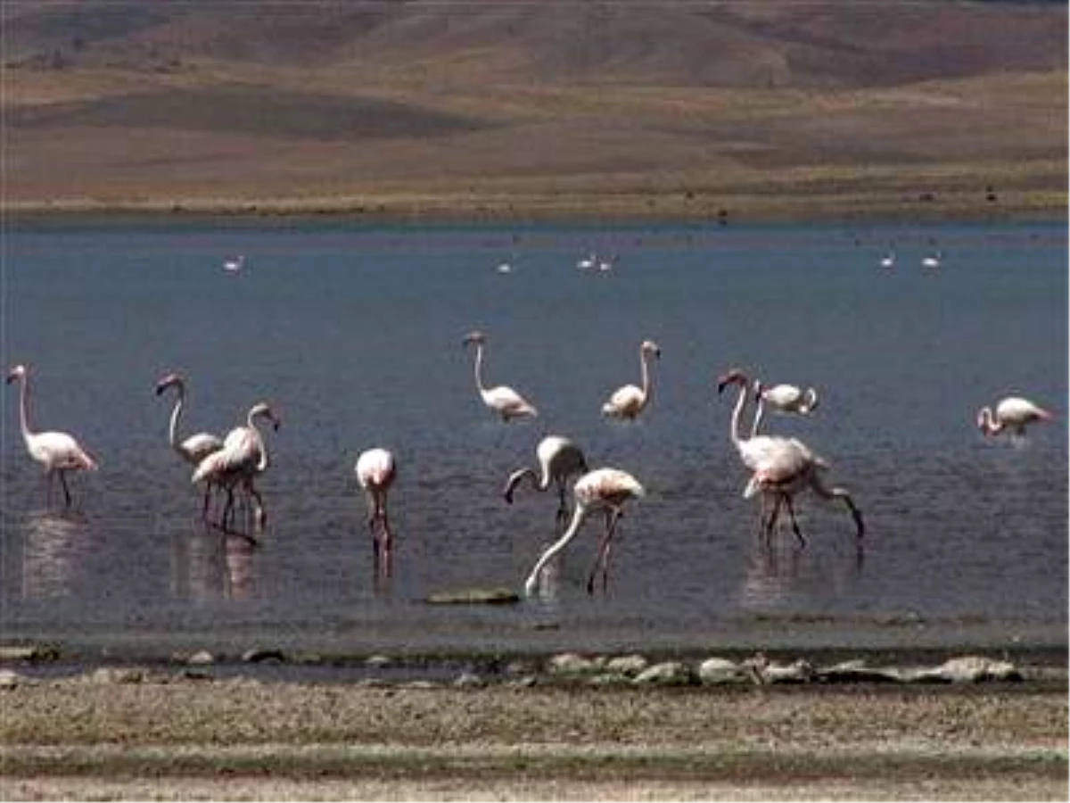 Erçek Gölü Flamingolar ile Güzel