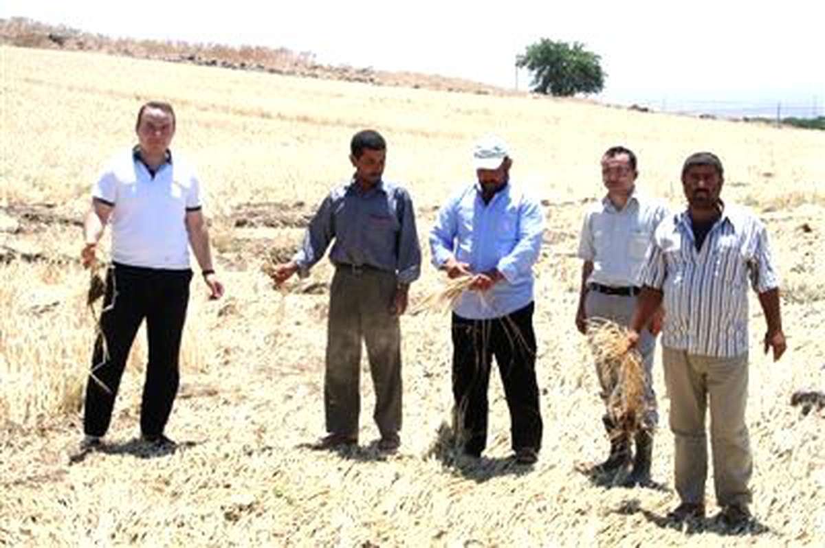 Kilis Ziraat Odası, Zarar Gören Arazilerde İncelemelerde Bulundu