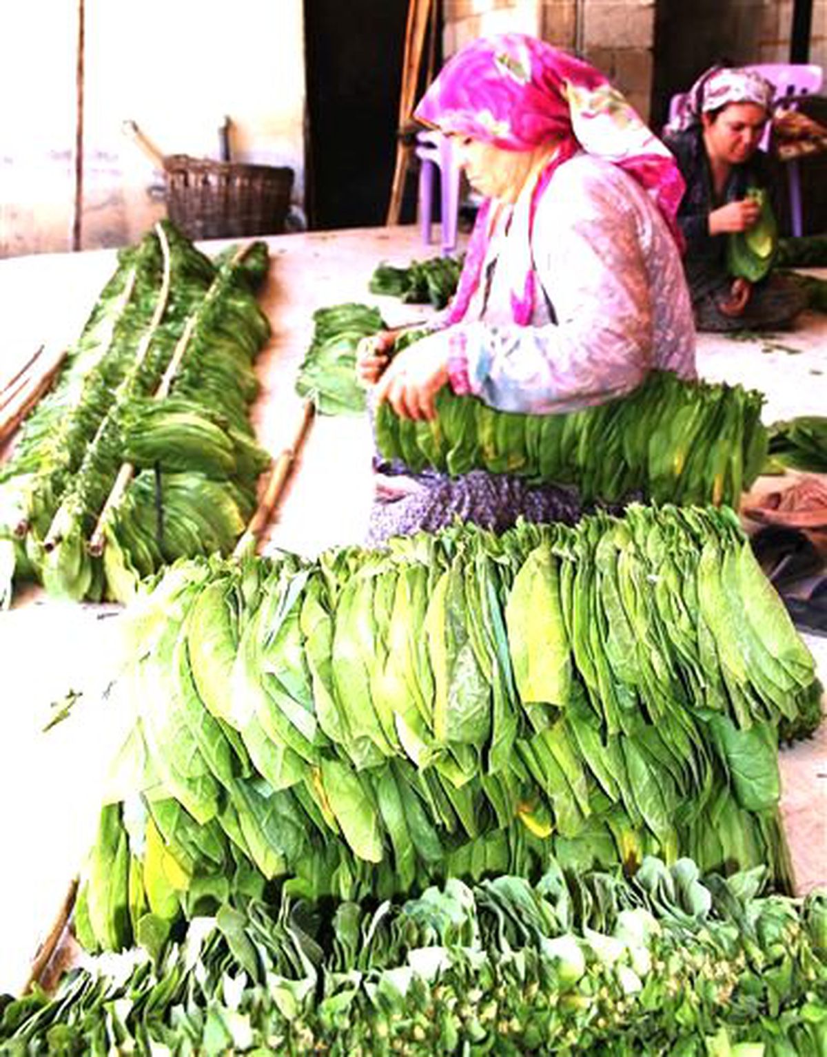 Sarıgöl\'de Tütün Kırımlarına Başlandı