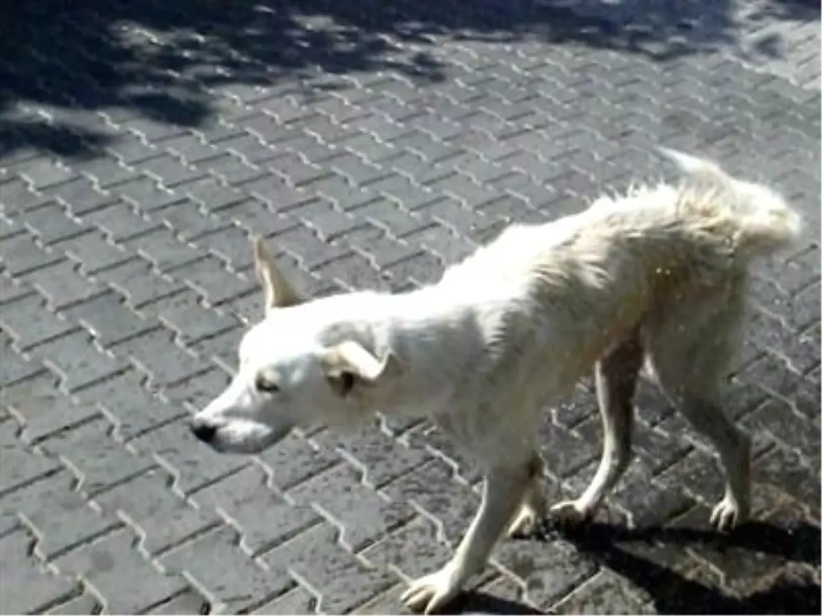 Sıcaktan Bunalan Köpeğin Duş Keyfi