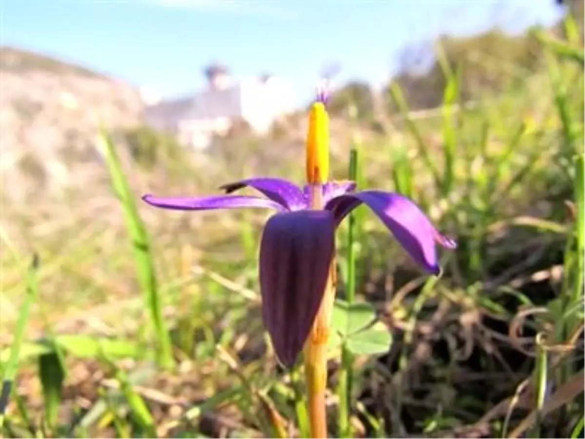 Söke Güllübahçe'de Yeni Bir Üniversite Açılıyor