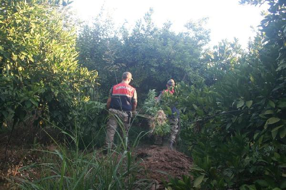 Antakya\'da 357 Bin Kök Hintkeneviri Ele Geçirildi