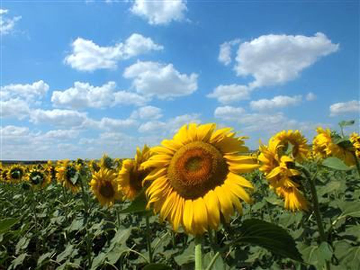 Ayçiçeği Tarlaları Hayrabolu\'yu Sarıya Boyadı