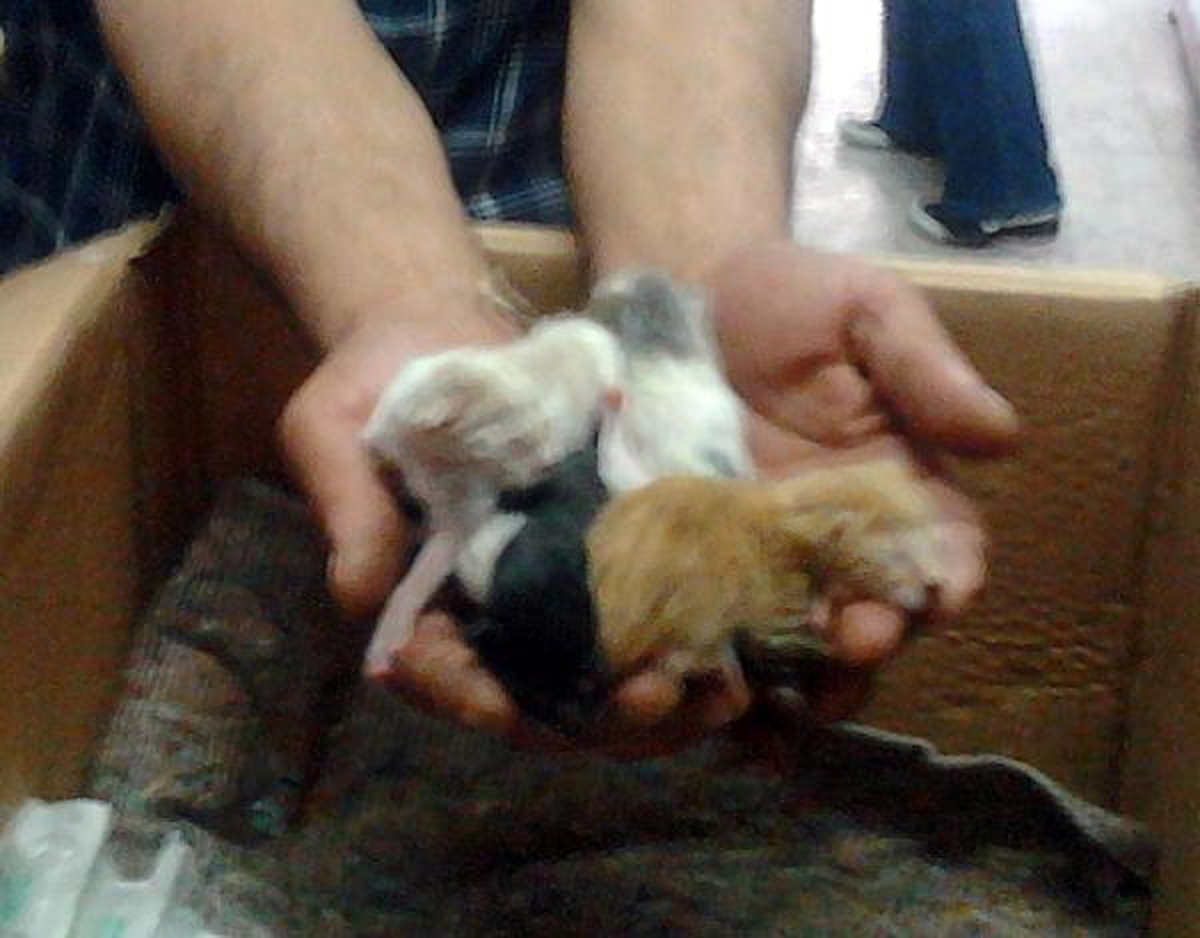 Dere Kenarına Terk Edilen 7 Kedi Yavrusu Koruma Altına Alındı