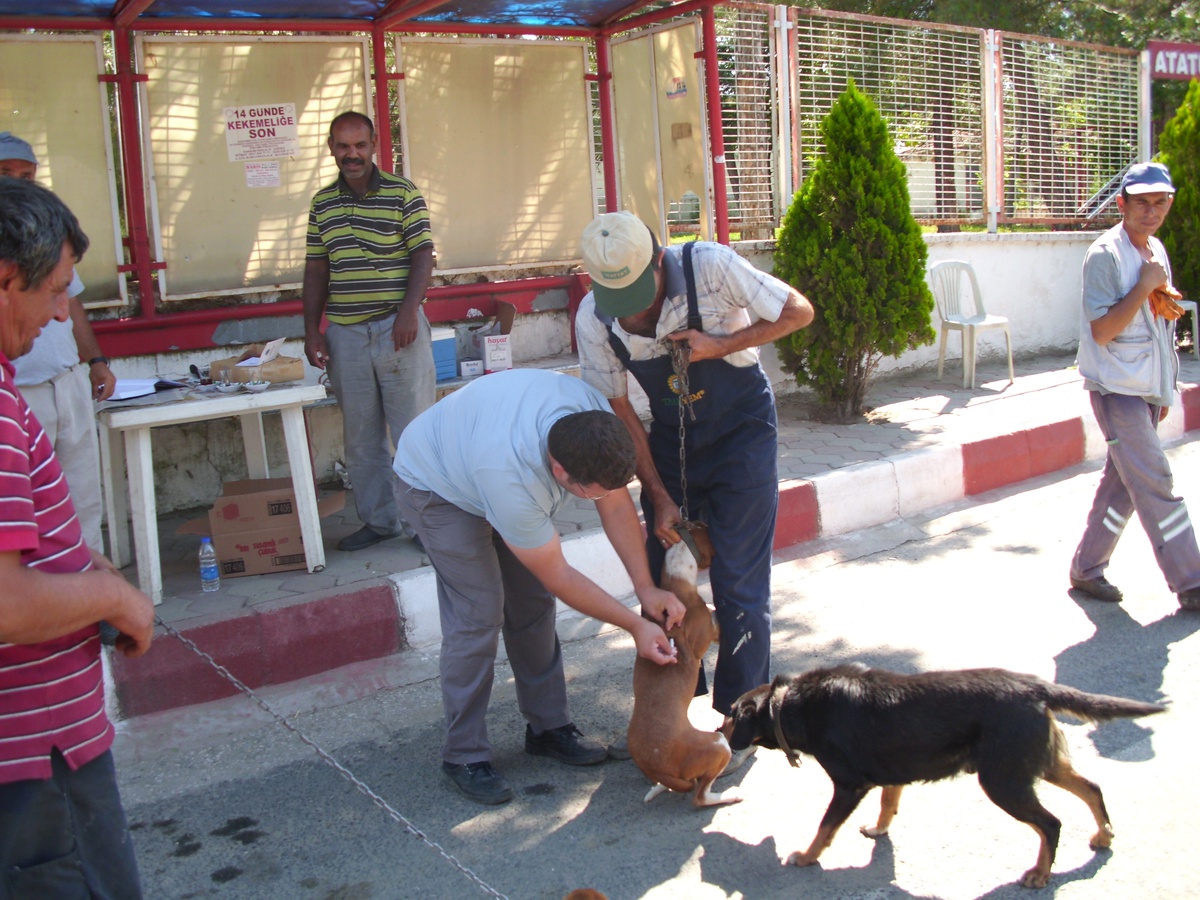 Kuduz Aşılaması, Temmuz Ayı Sonuna Kadar Uzatıldı