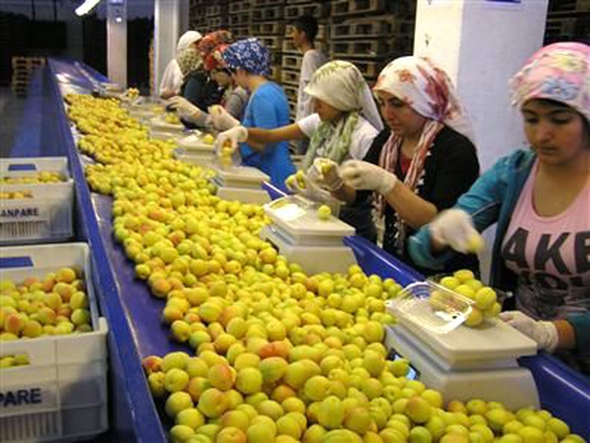 Malatya\'dan Yaş Kayısı İhracatı