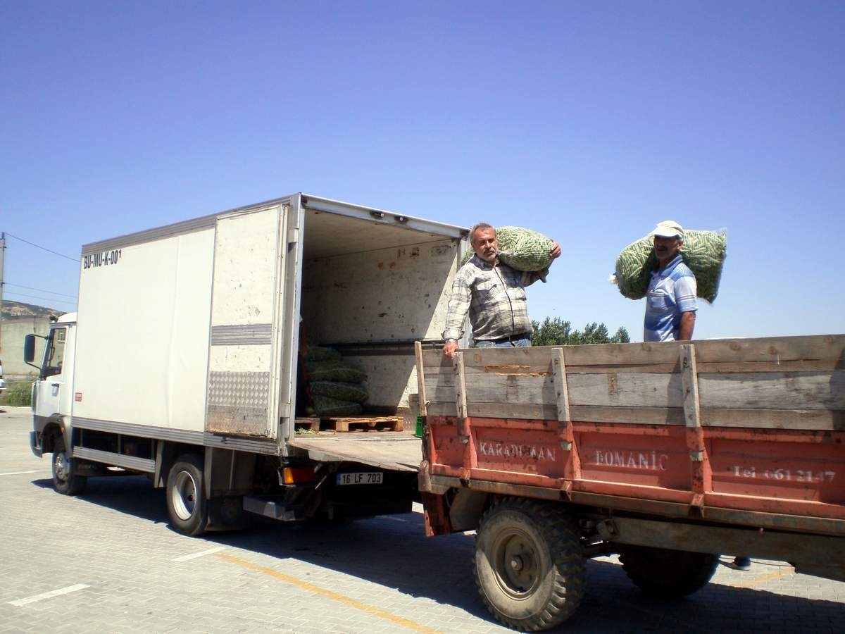 Bozüyük\'te Sezonun İlk Araka Hasadı Yapıldı