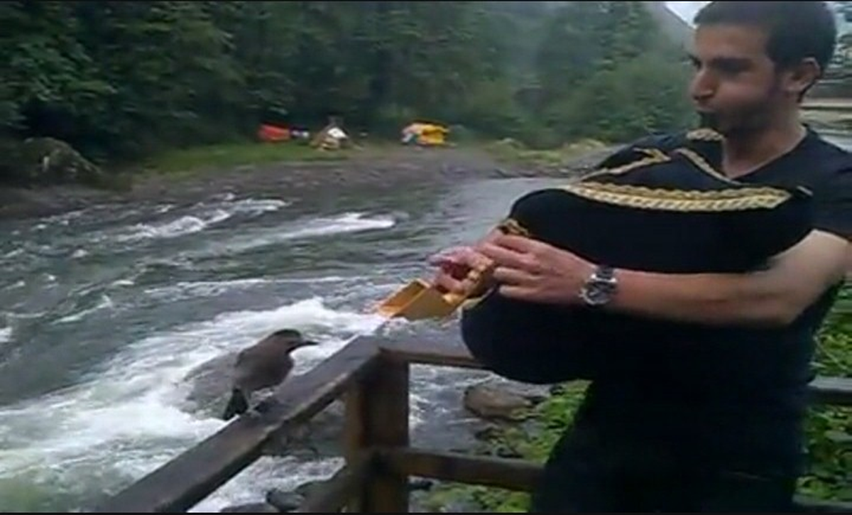 Bu Karga Başka Karga