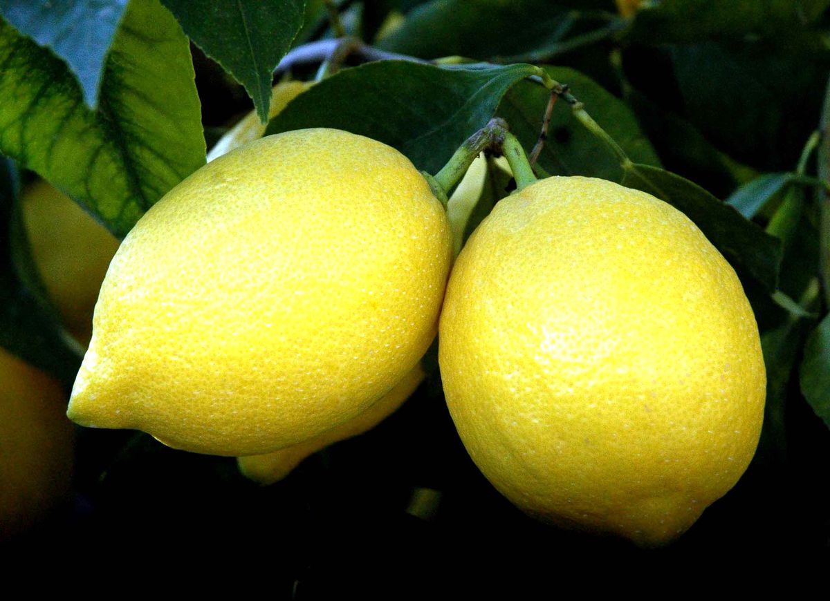 Çukurova\'da \'Zam Şampiyonu\' Limon Oldu