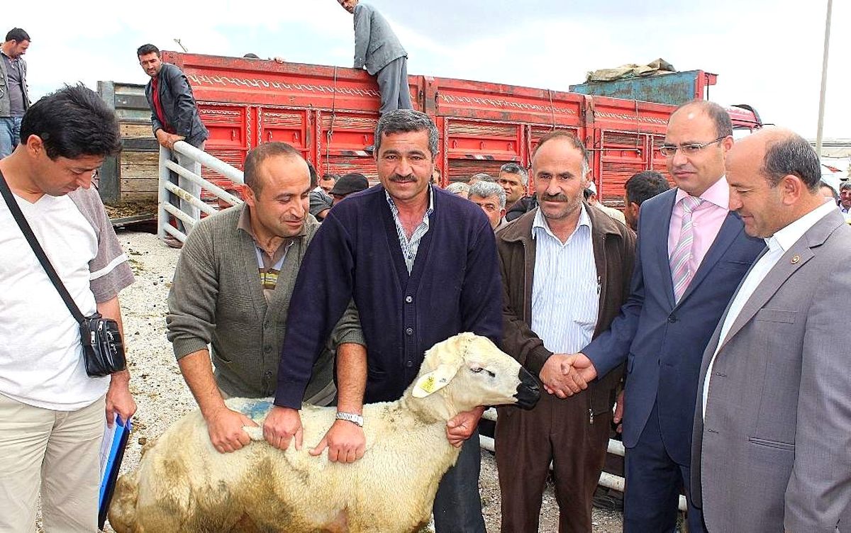 Koçlar Sahiplerine Kurayla Dağıtıldı