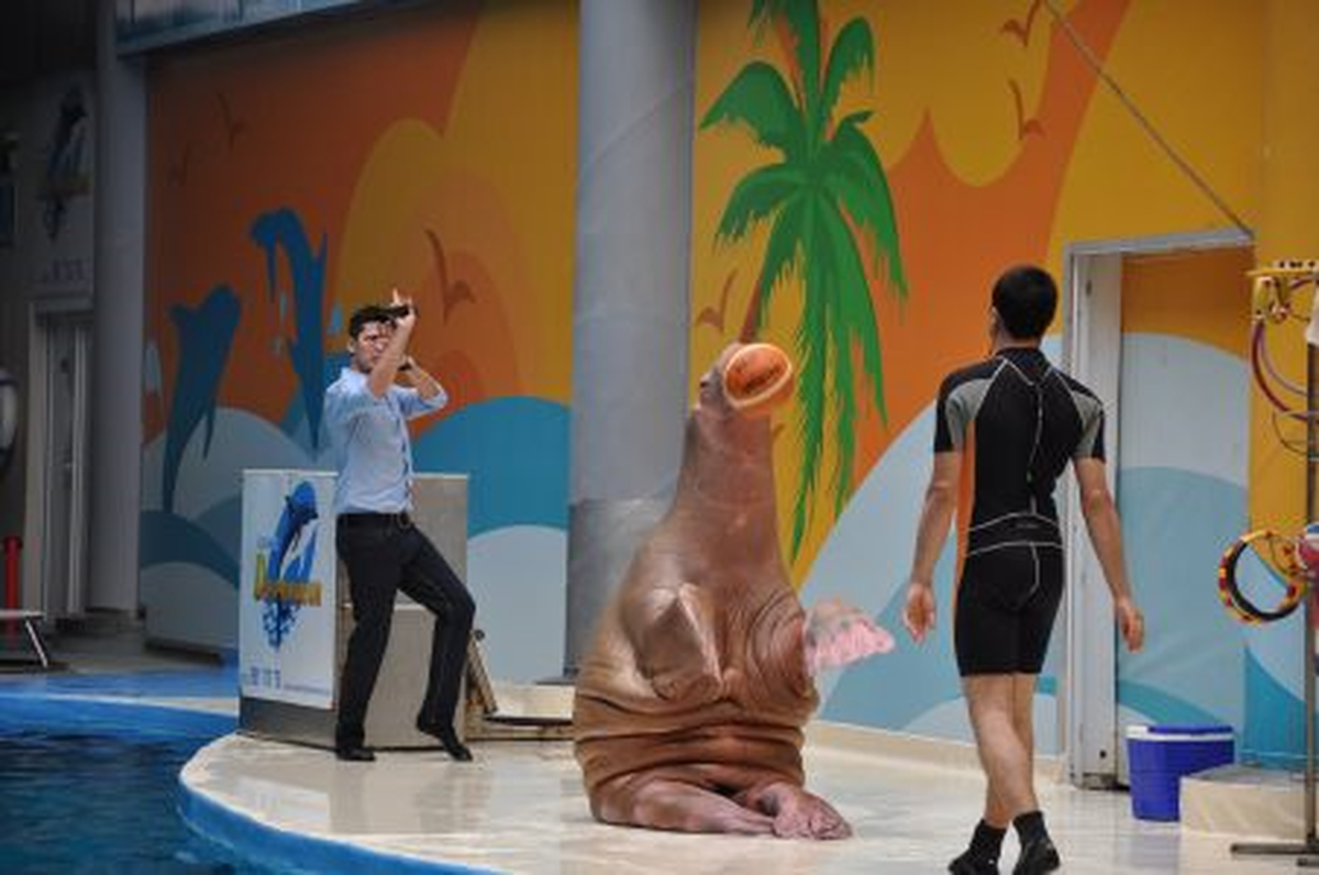 Öğrenciler Dolphinarium Gösteri Merkezin\'de