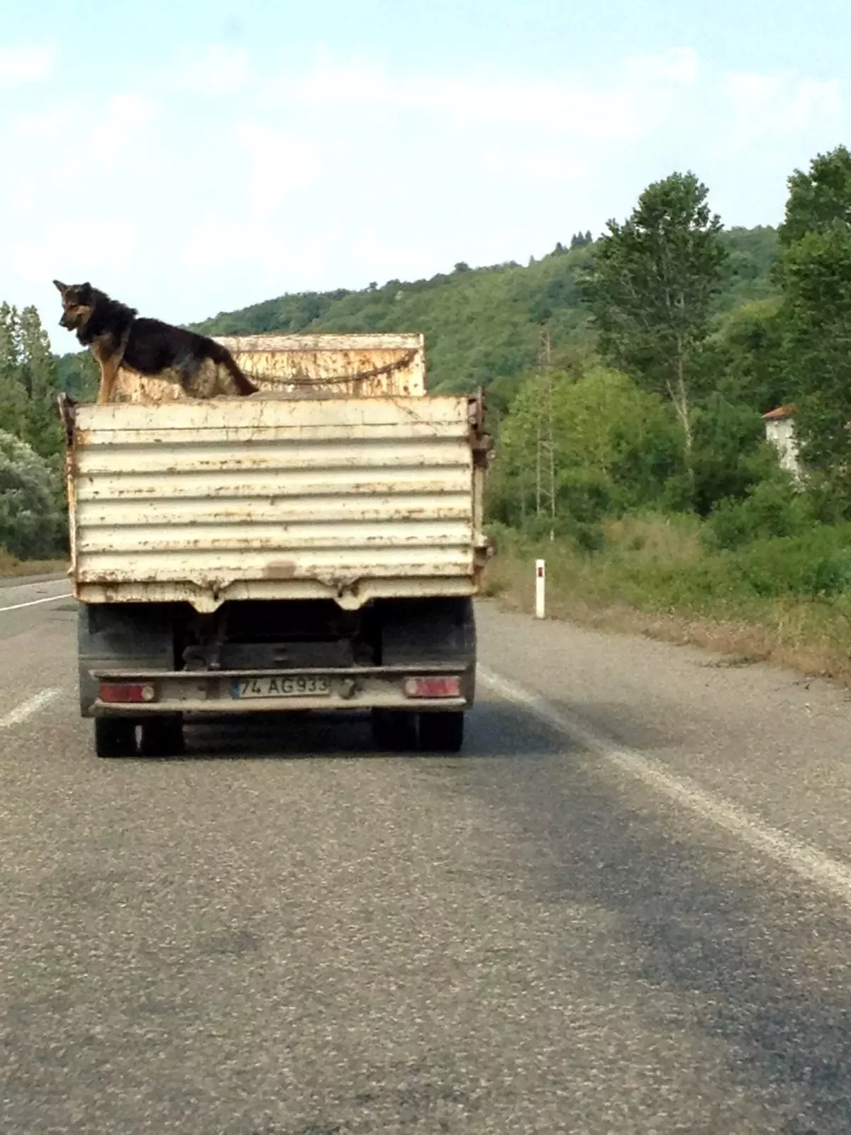 Rize\'deki Kurt Köpeğine, Bartın\'da Rakip Çıktı