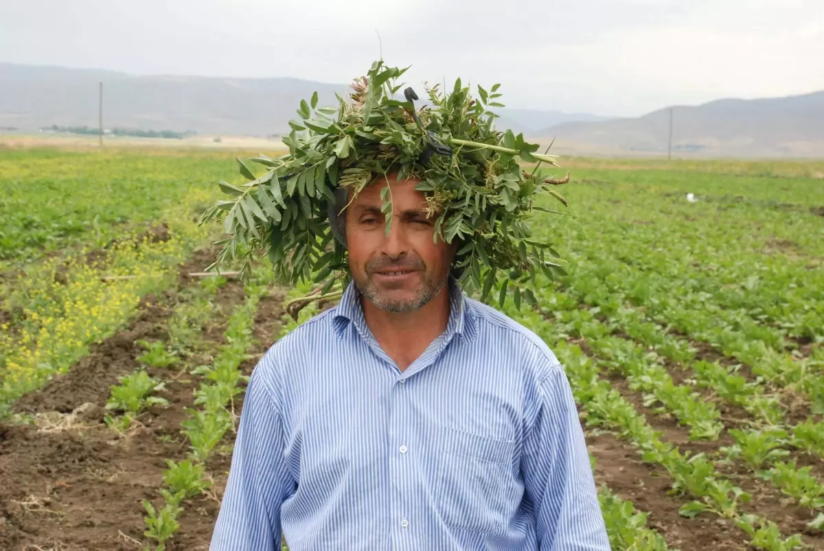 Sineğe Karşı Yapraklı Şapka