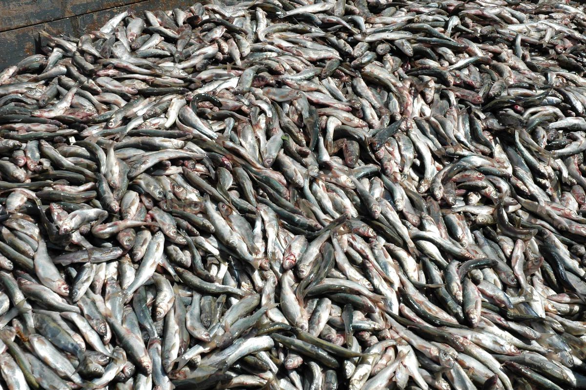 Van\'da Kaçak Avlanmış 3 Bin 640 Kilo Balık Ele Geçirildi