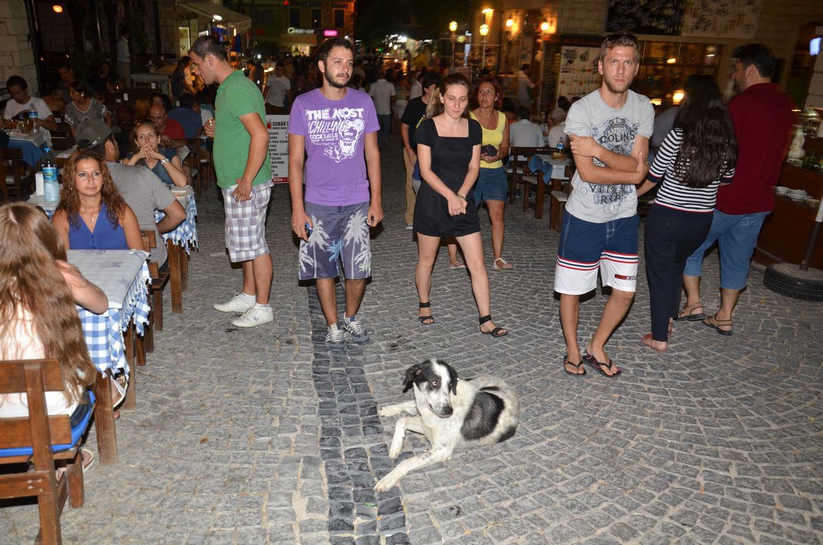 Alaçatı\'da Kavga Eden Başıboş Köpekler Korkuttu