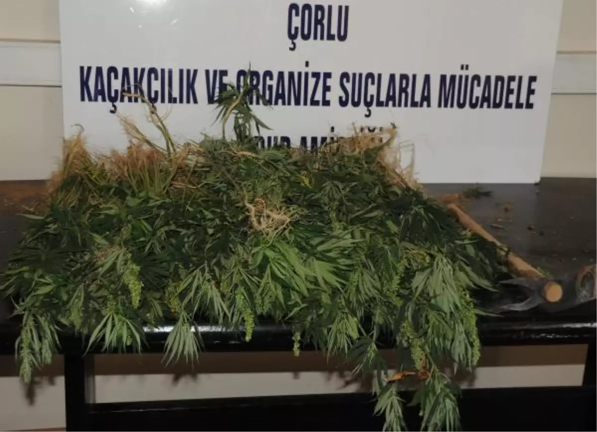 Ayçiçek Tarlasındandan Hint Keneviri Çıktı