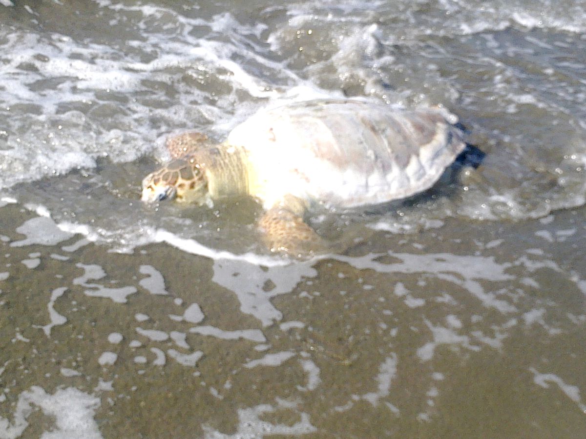 Caretta Ceratta Ölüsü Sahile Vurdu