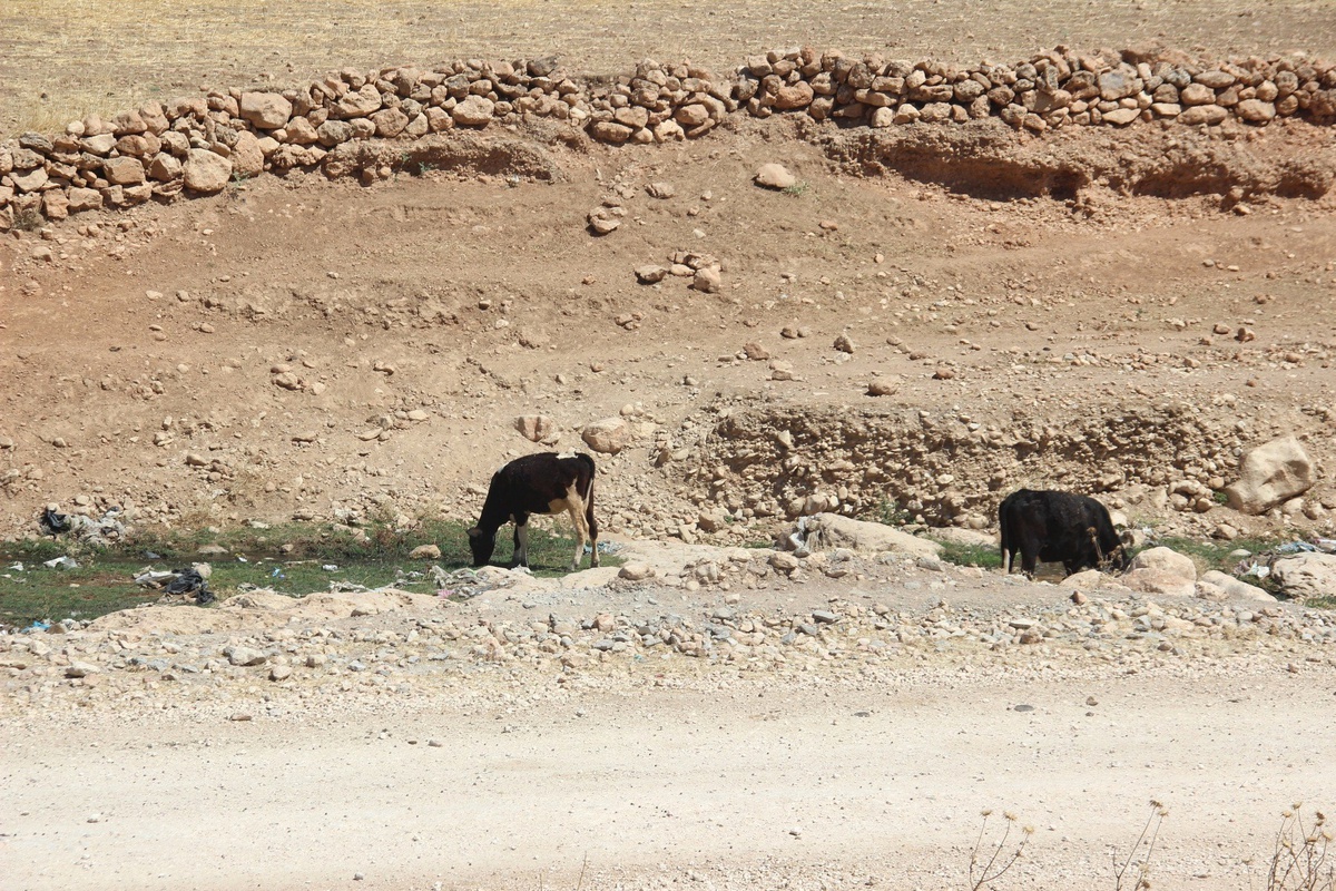 Mardin Kanalizasyonu Köyün İçinde Geçiyor