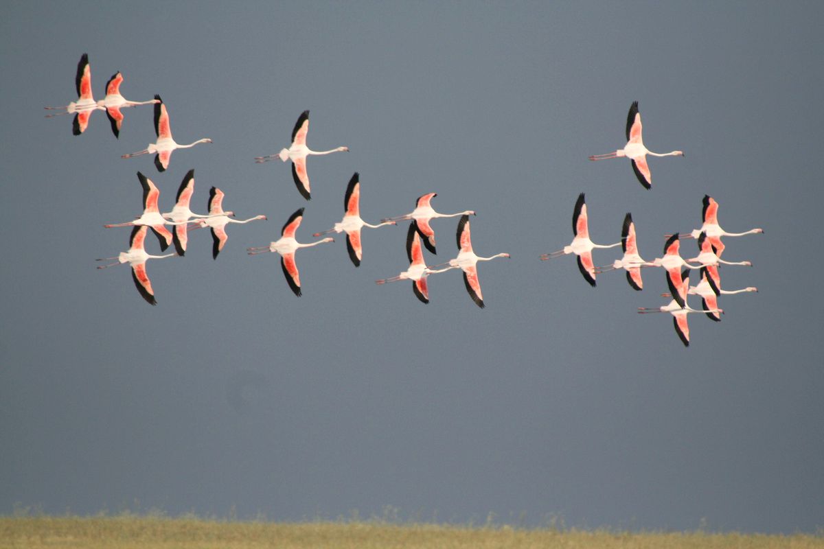 Türk Yıldızı Flamingolar