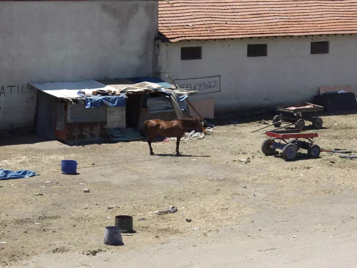 Başı Boş Atlar Tehlike Saçıyor