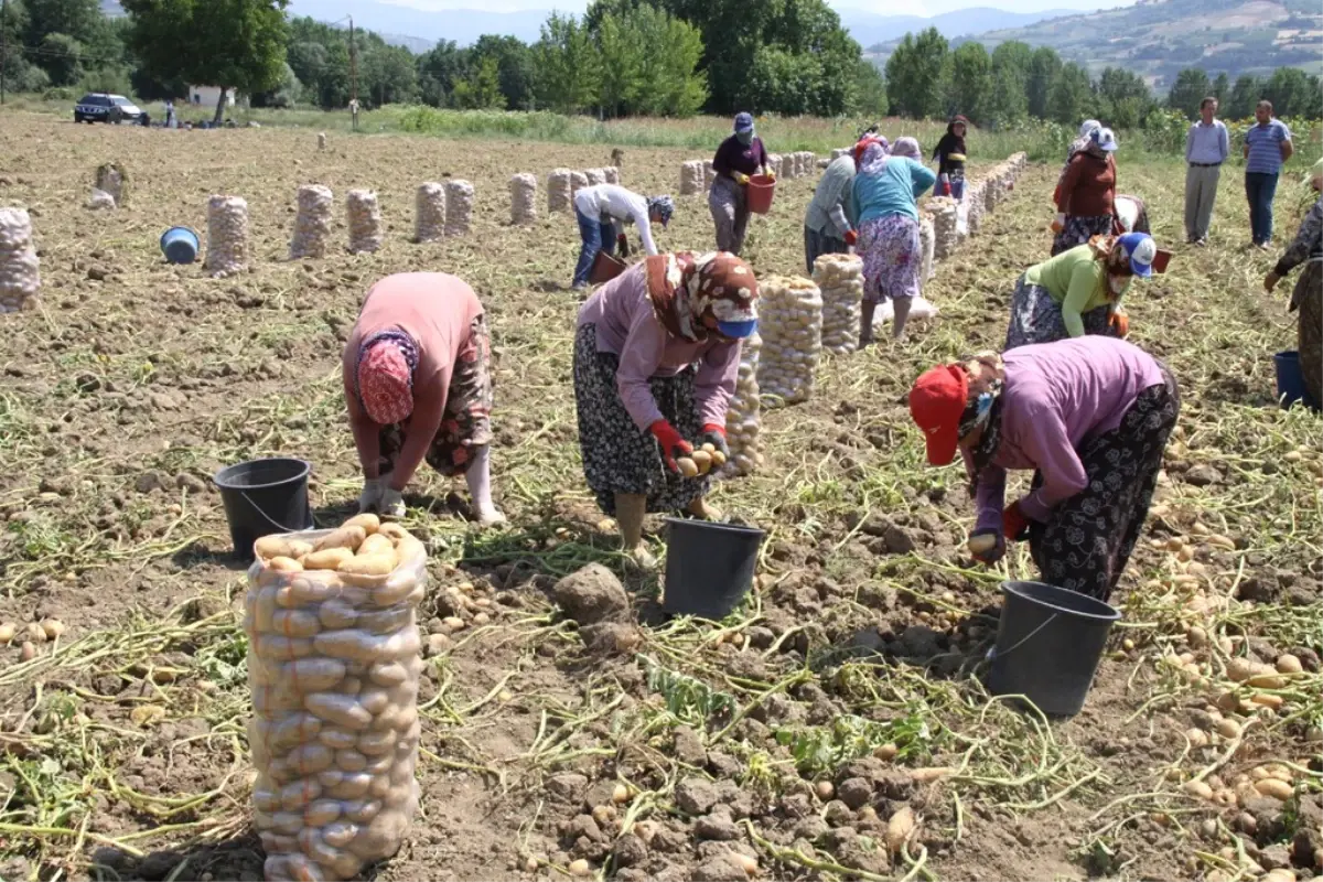 İnegöllü Patates Üreticisinin Fiyat İsyanı