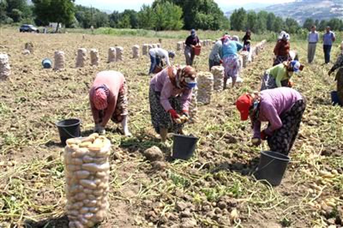Patates Tüketiminin Artırılması Hedefleniyor