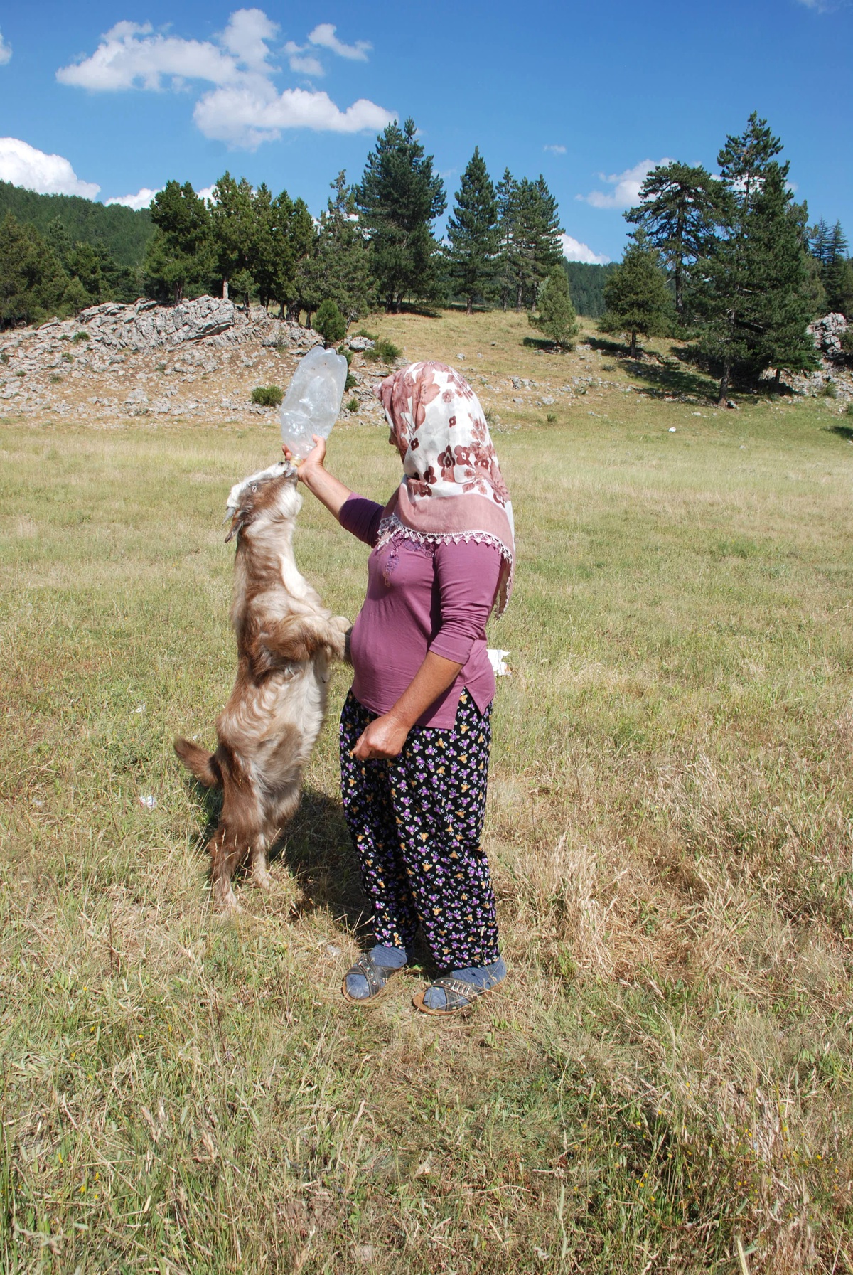 Annesi Ölen Keçi Yavrusu Biberonla Besleniyor