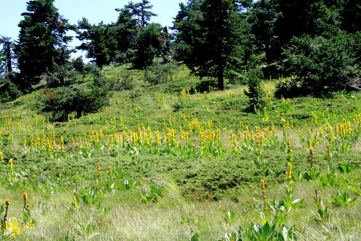 Bozüyük\'te Yayla Şenliği