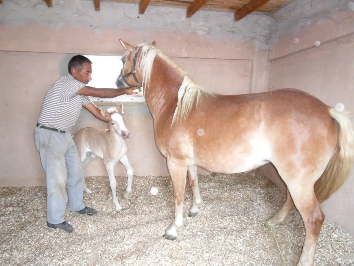 Çorlu Belediyesi Hayvanat Bahçesinin Tayı Oldu