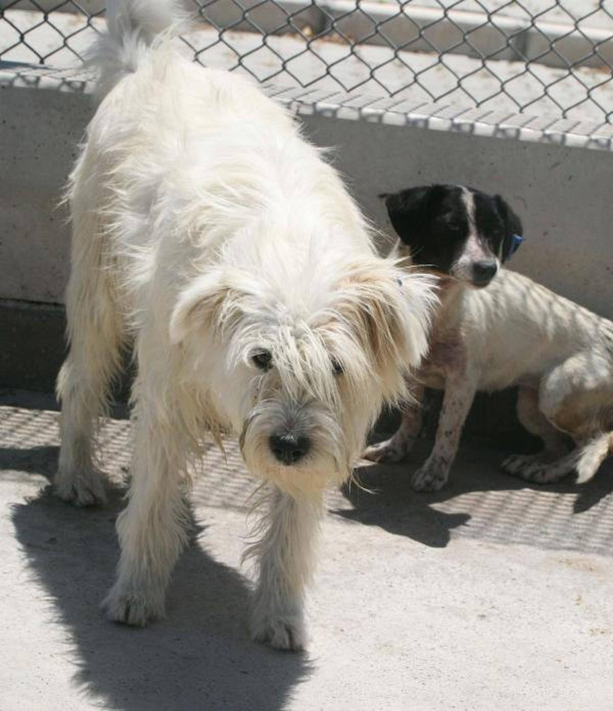 Kör Köpeği Otoyola Bıraktılar