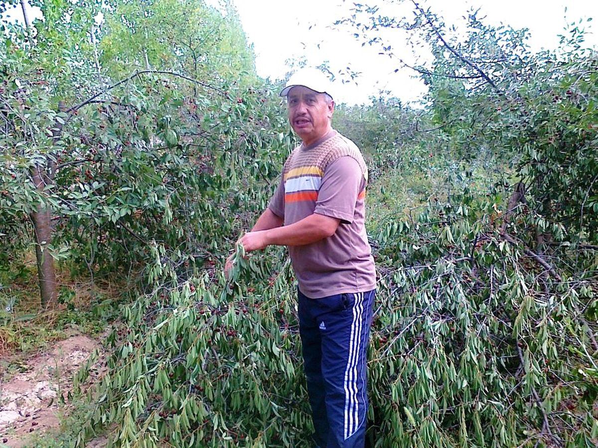 Hisarcık\'ta Vişne Toplamanın Kolay Yolu