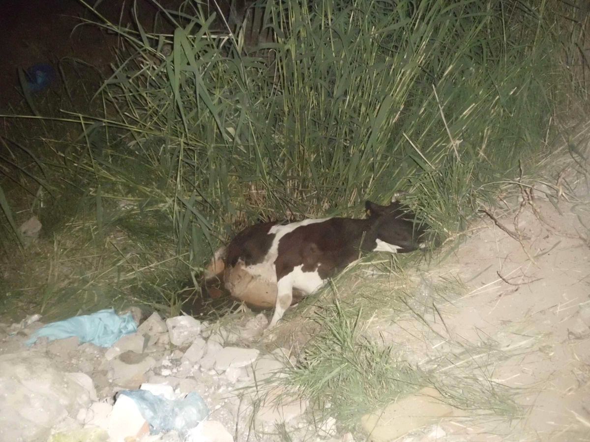 İnek Kurtarma Operasyonu