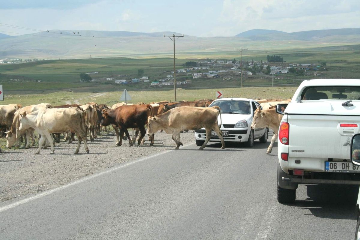 İnek Sürüsü Kars-Ardahan Yolu\'nu Trafiğe Kapattı