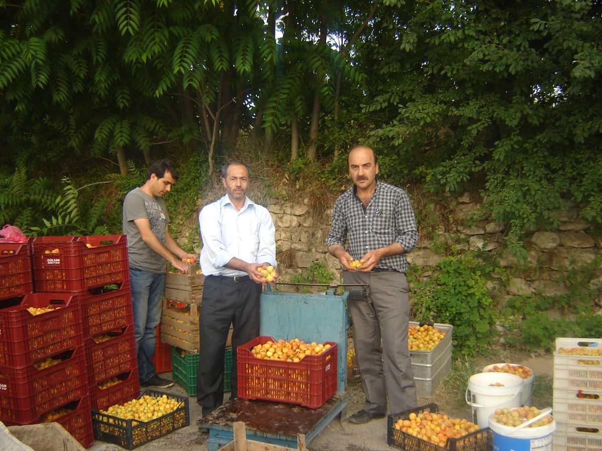 Kayısı Rekoltesinin Yüksekliği Üreticiyi Perişan Etti