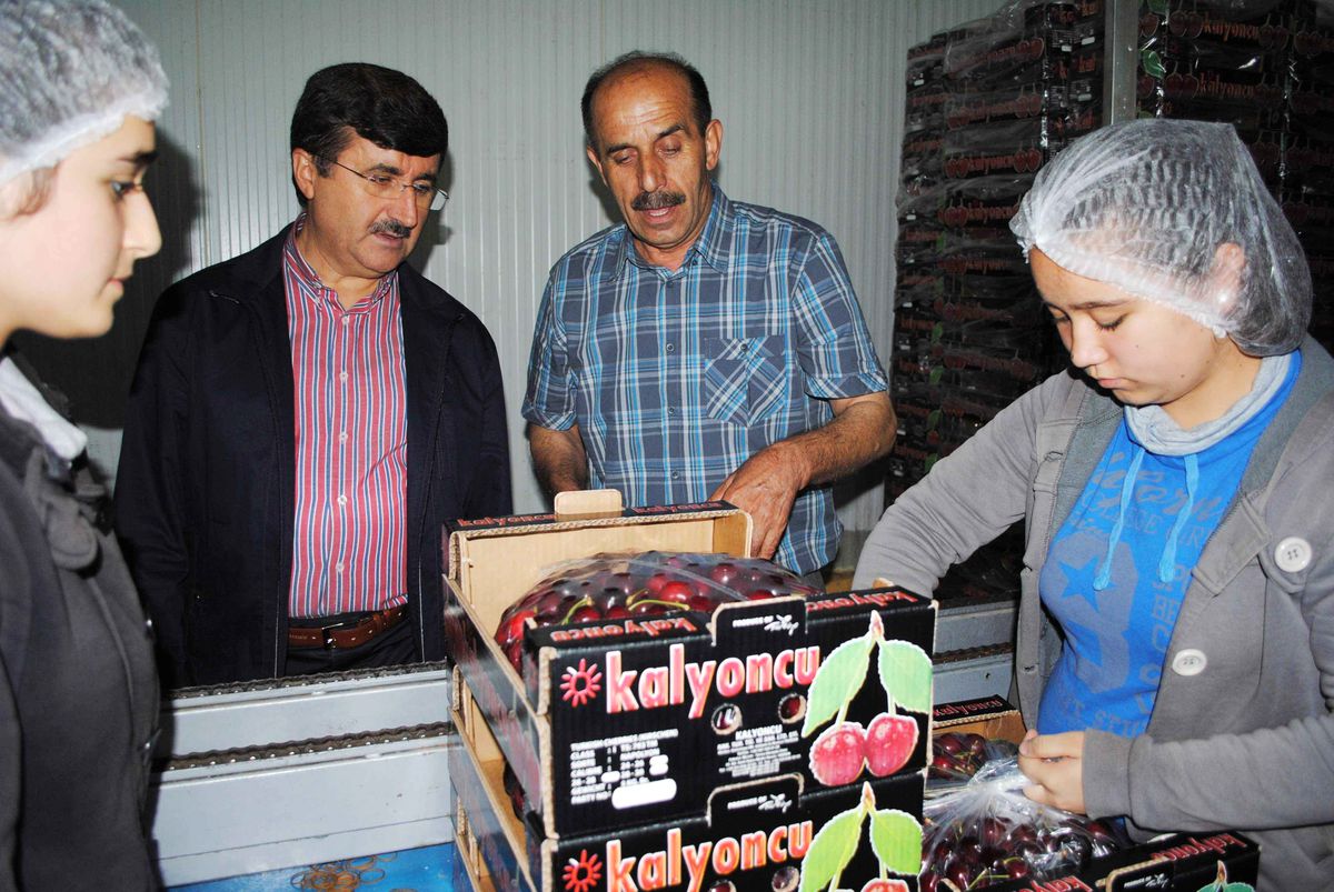 Kirazın Yüzde 8\'i Amasya\'da Üretiliyor