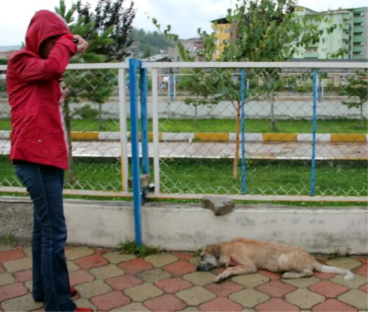 Sokak Köpeğini Tabanca ile Vurdu