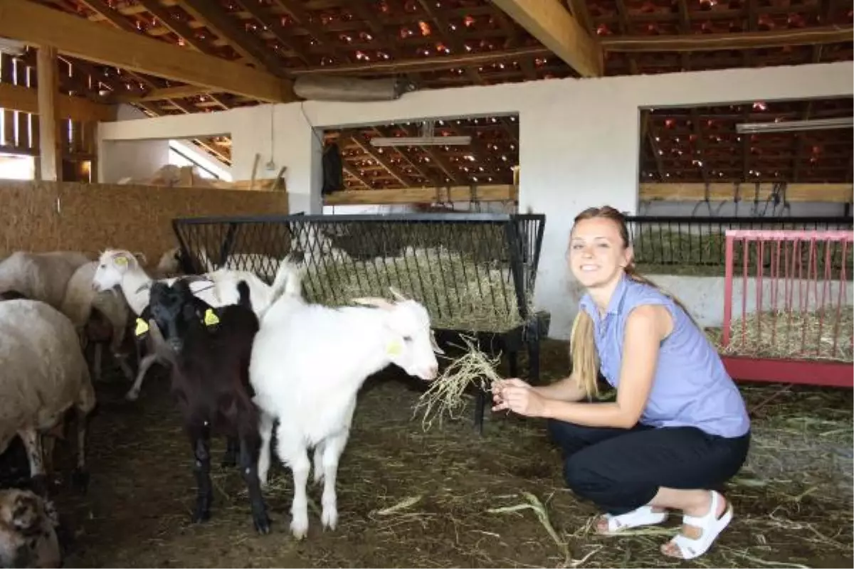 Türk Zeytinyağını Avrupa\'ya Tanıttılar