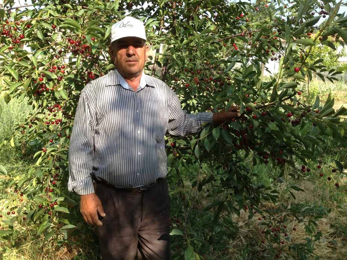 Vişne Üreticilerinin Tek Umudu Tarım Kredi Kooperatifleri