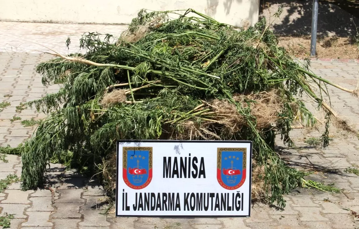Alaşehir'de Bin Kök Kenevir Ele Geçirildi