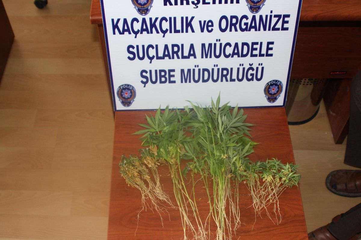 Bağevinde 80 Kök Hint Keneviri Ele Geçirildi