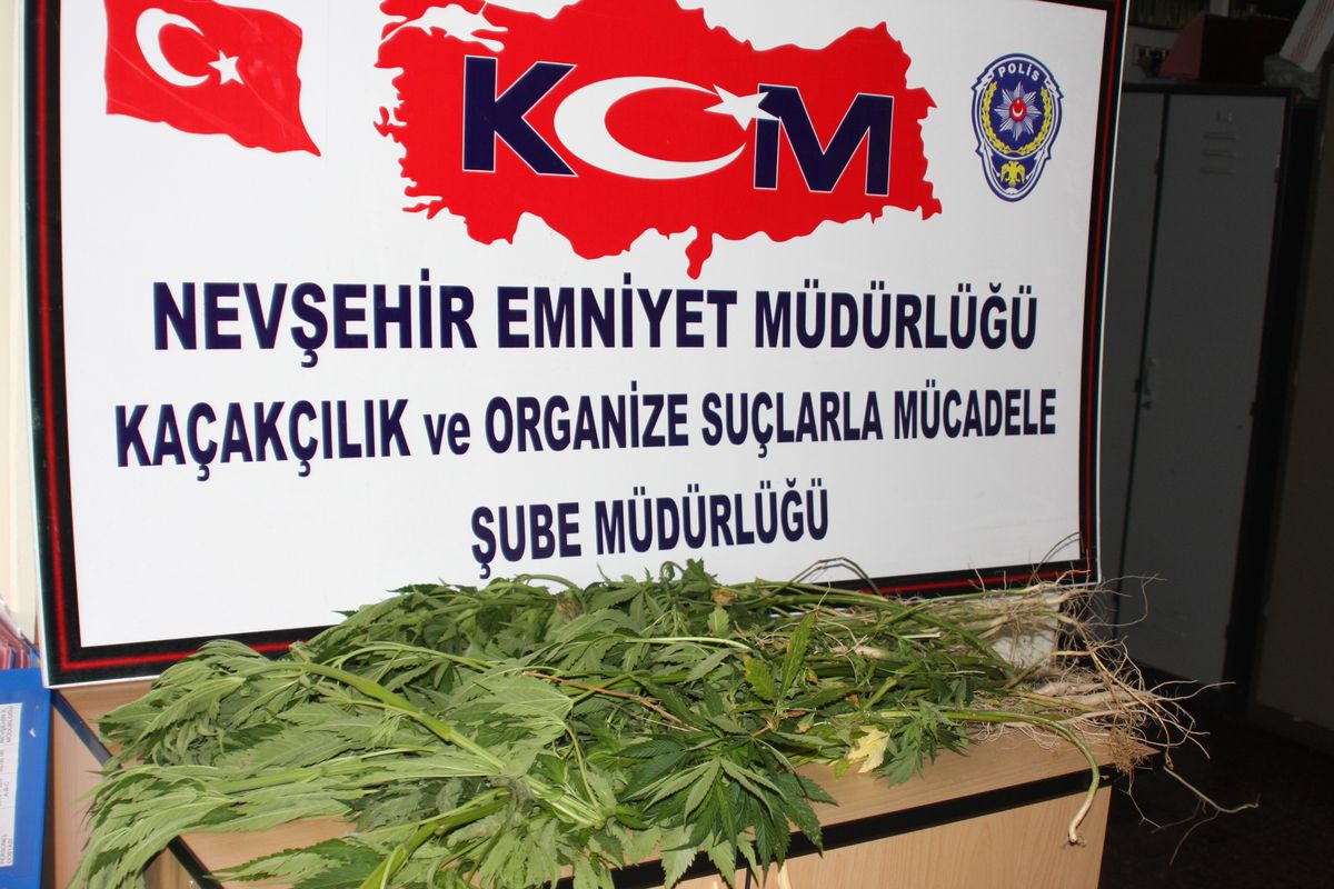 Bahçesinde Hınt Kenevırı Yetiştirirken Yakalandı