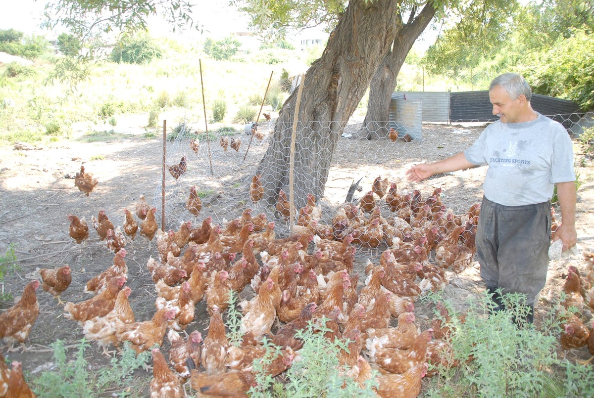 Başıboş Köpekler 150 Tavuk 2 Koyunu Telef Etti