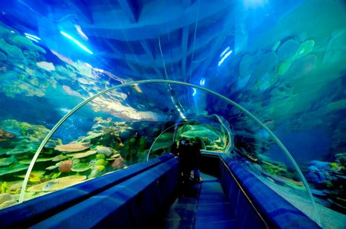 Bayram Tatilinin Yolu Turkuazoo Akvaryum'dan Geçecek