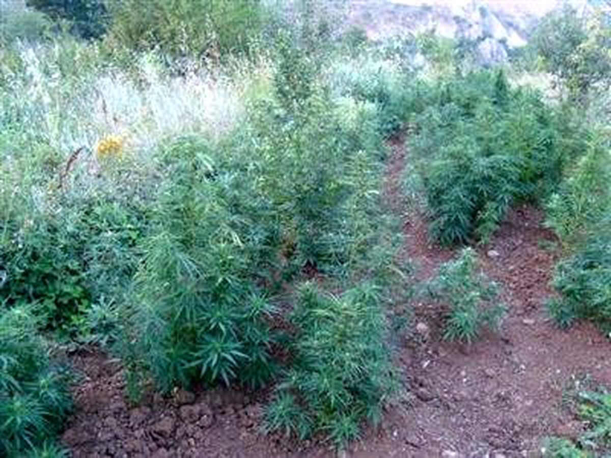 Hazine Arazisinde Hintkeneviri (2)