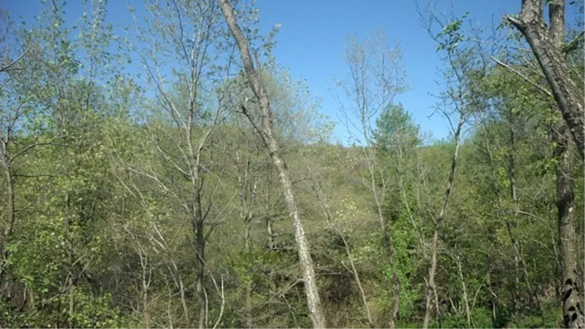 Kelebek İstilasını Terminatörler Önleyecek