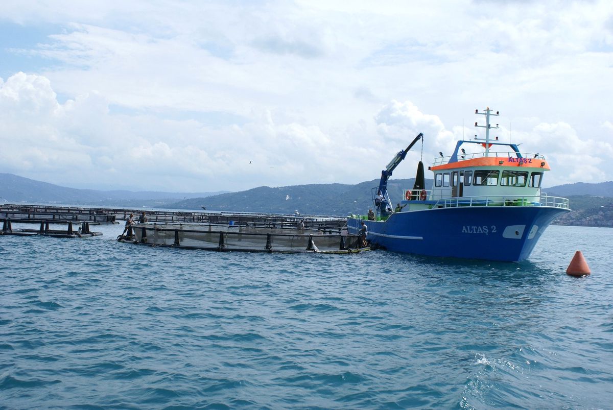 Ordu Su Ürünlerinde Geri Kaldı