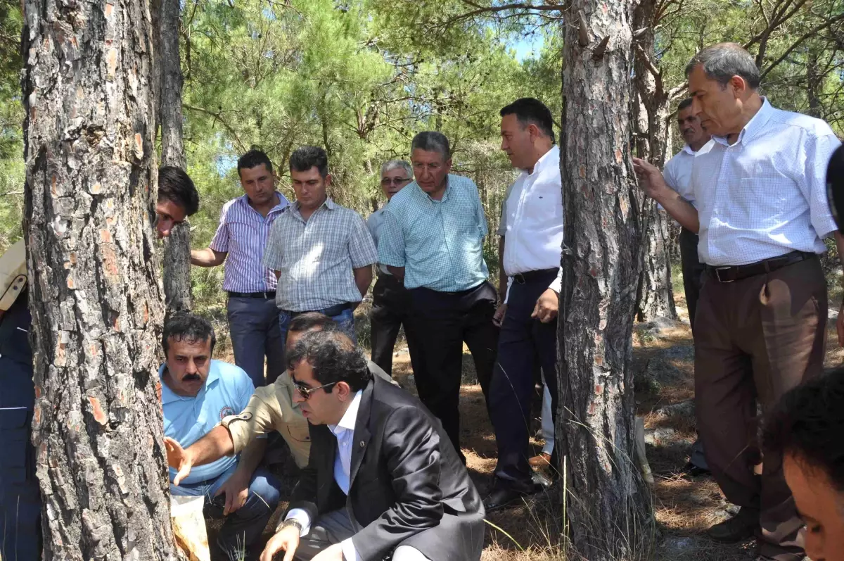 Vali, Reçine Üretim Sahalarını İnceledi