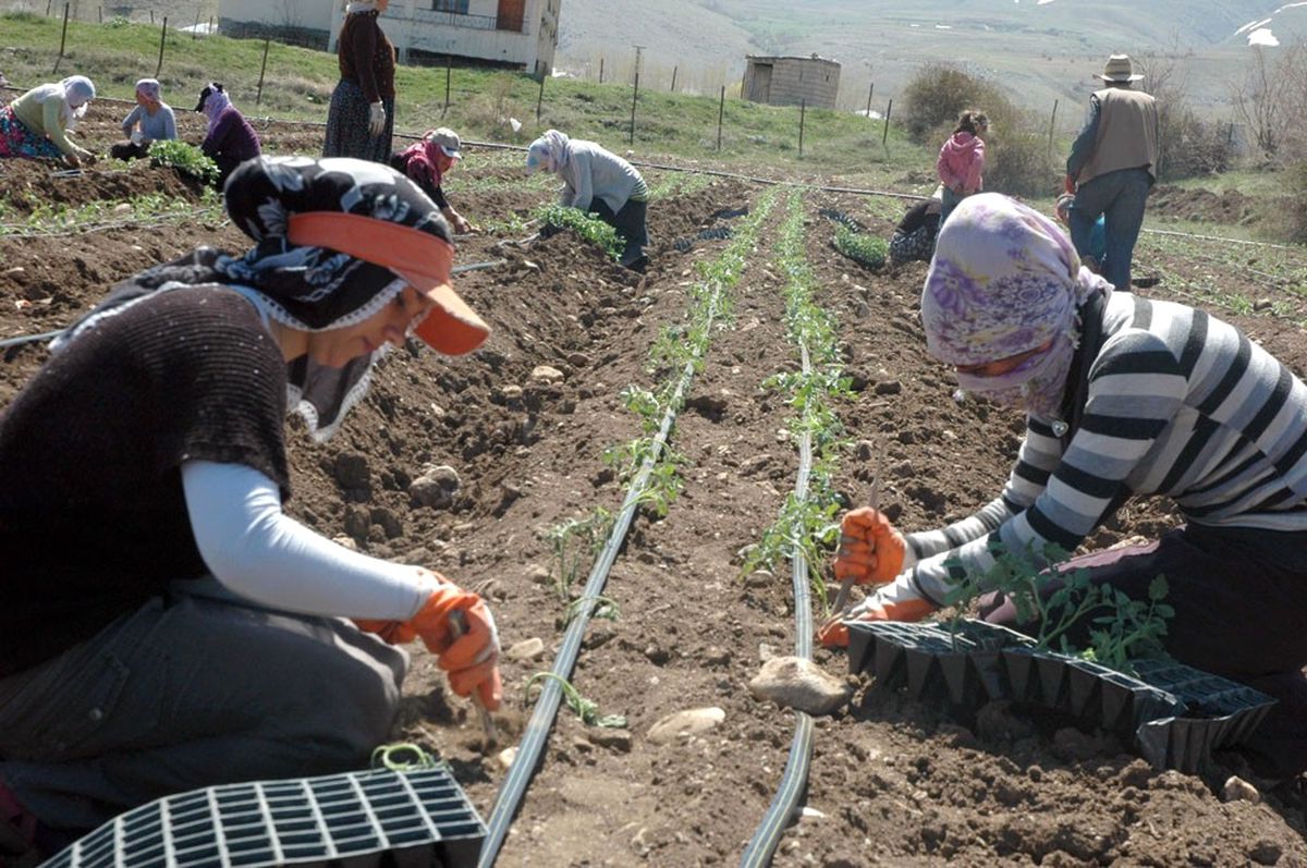 Van Kendi Sebzesini Yetiştiriyor