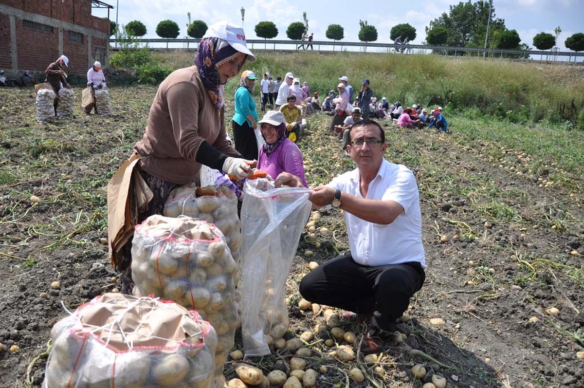 Ziraat Odası\'ndan Patates Üreticilerine "Panik Yapmayın" Uyarısı